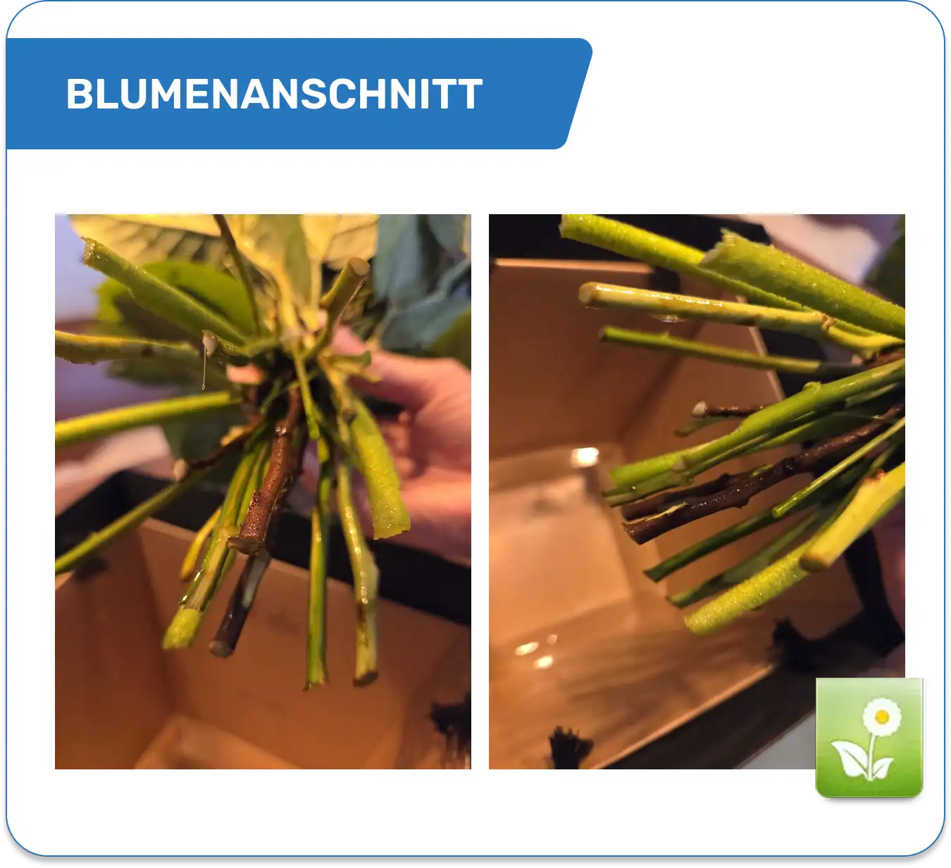 Anschnitt der Fleurop-Blumen
