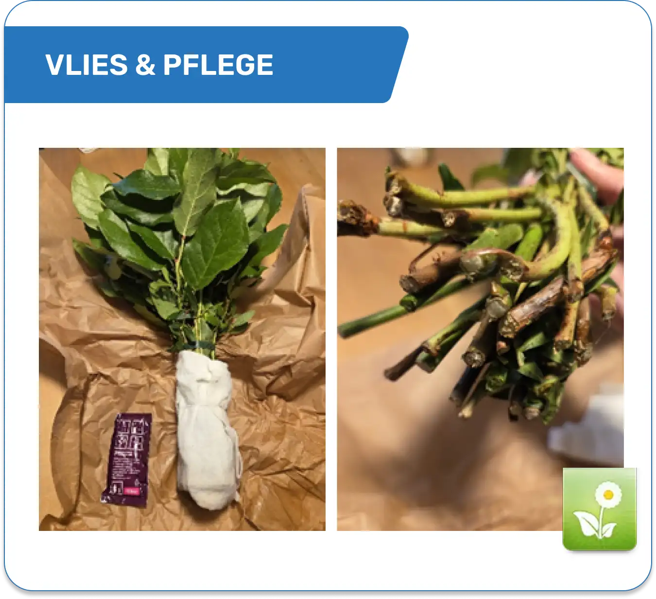 Blumenstrauß Freude in der FloraPrima Frischebox