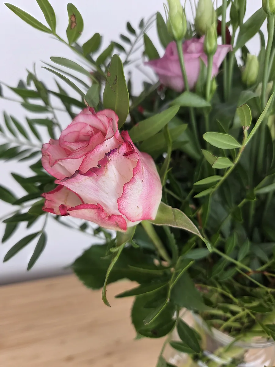 Nahaufnahme der cremefarbenen Rose mit pinkem Rand im blumenshop.de Strauß am Liefertag