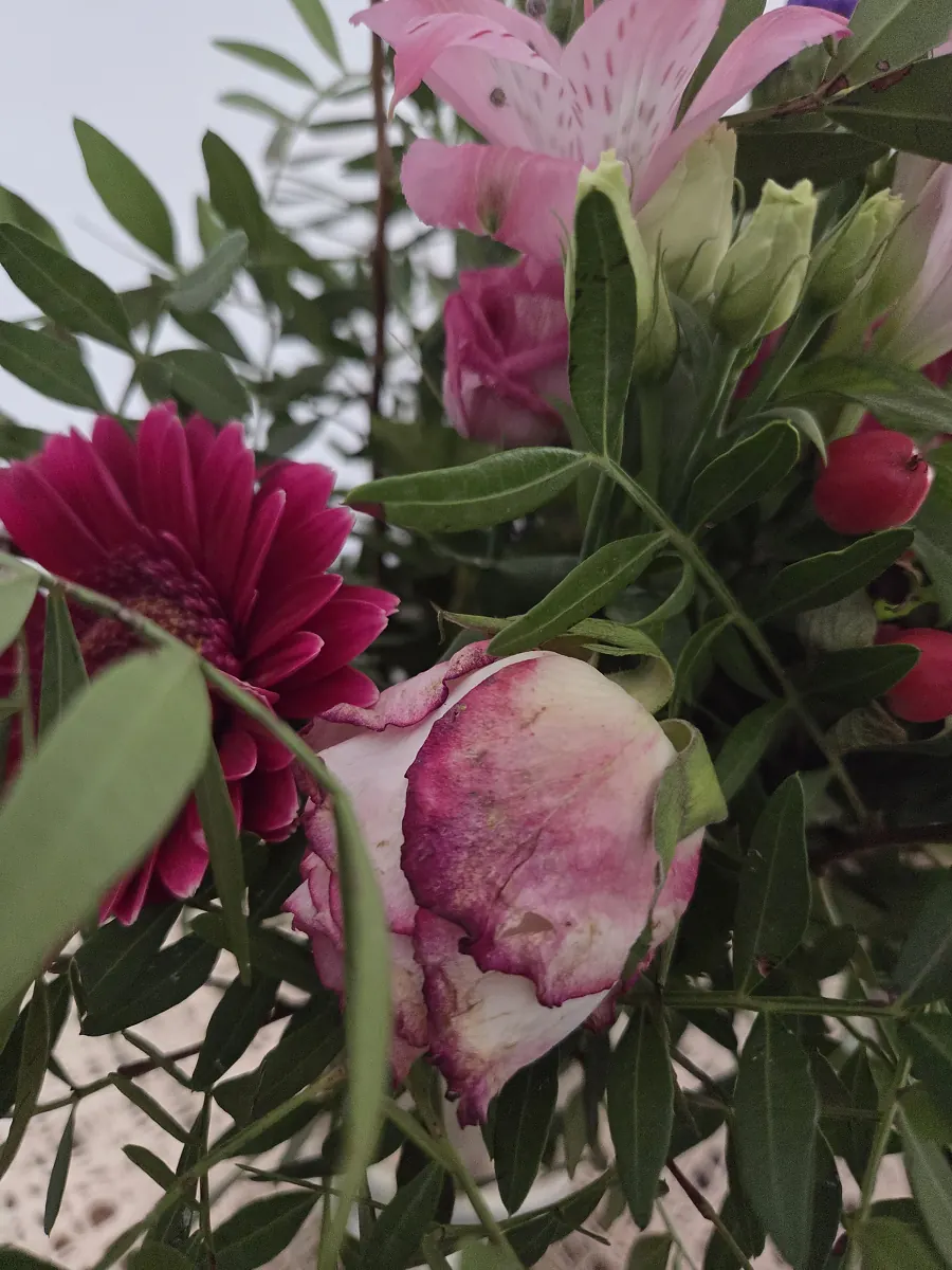 Nahaufnahme derselben Rose im blumenshop.de Strauß an Tag 6, verwelkt mit braunen Rändern