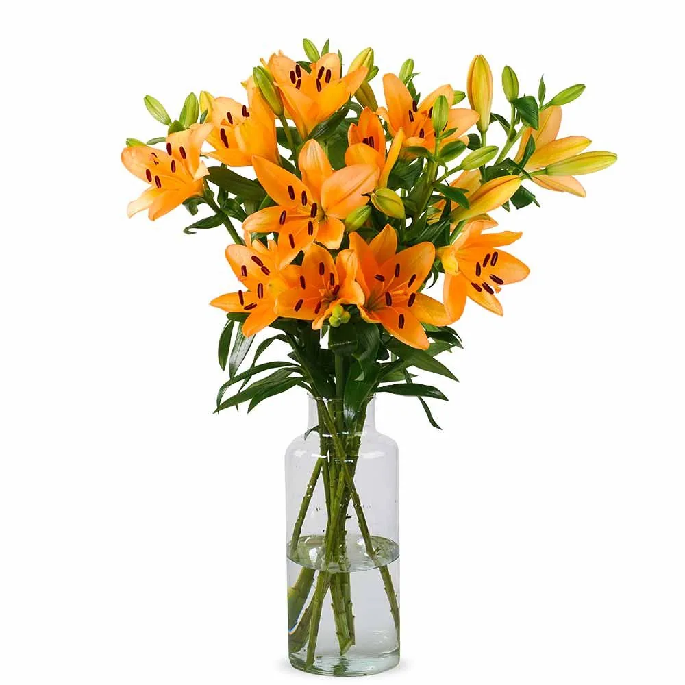 Lilien - Orange Lilien