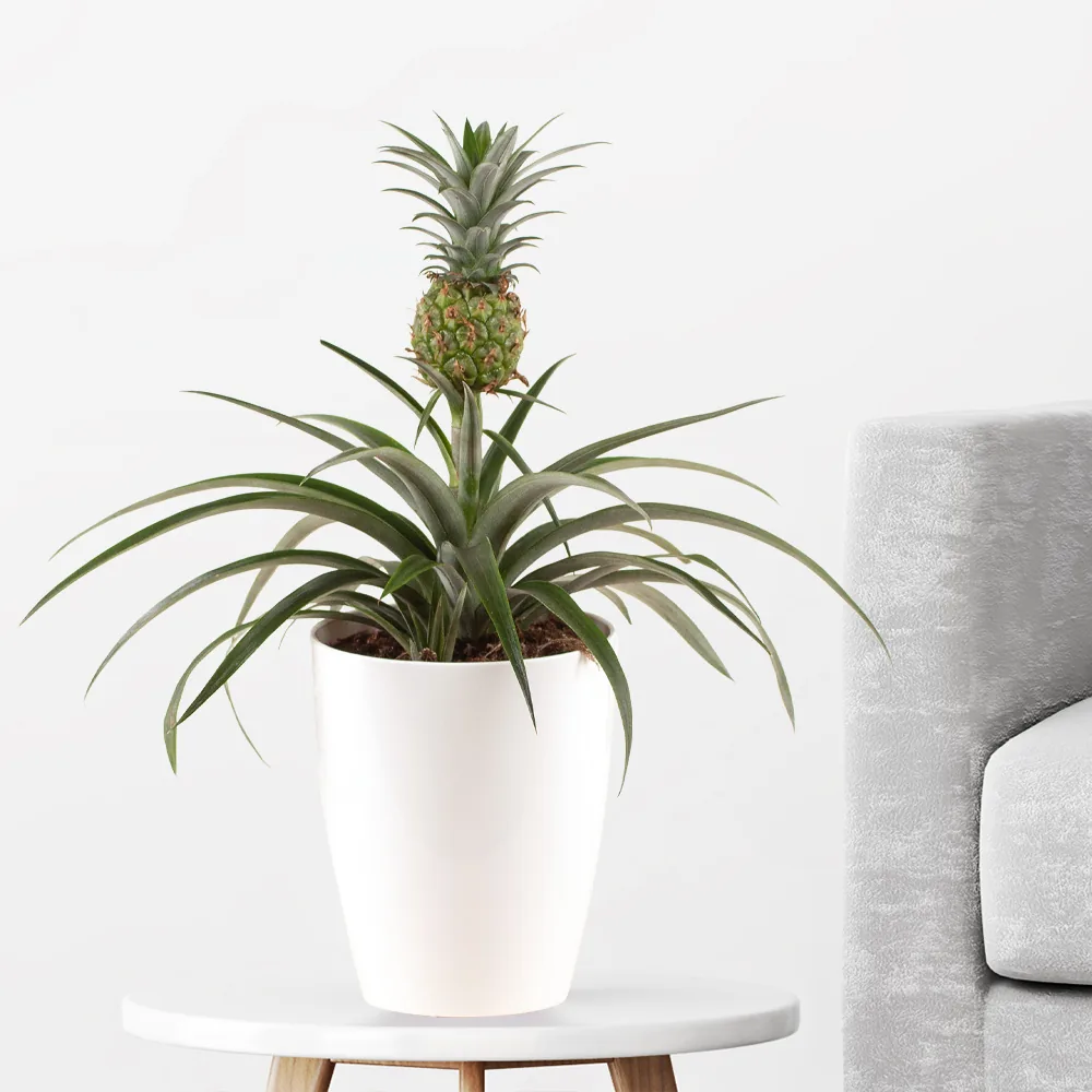 Ananas-Pflanze + gratis Topf | Ananas comosus