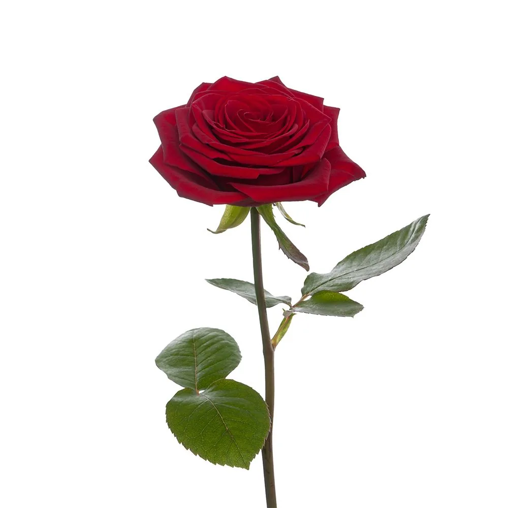 1 Premium rote Rose