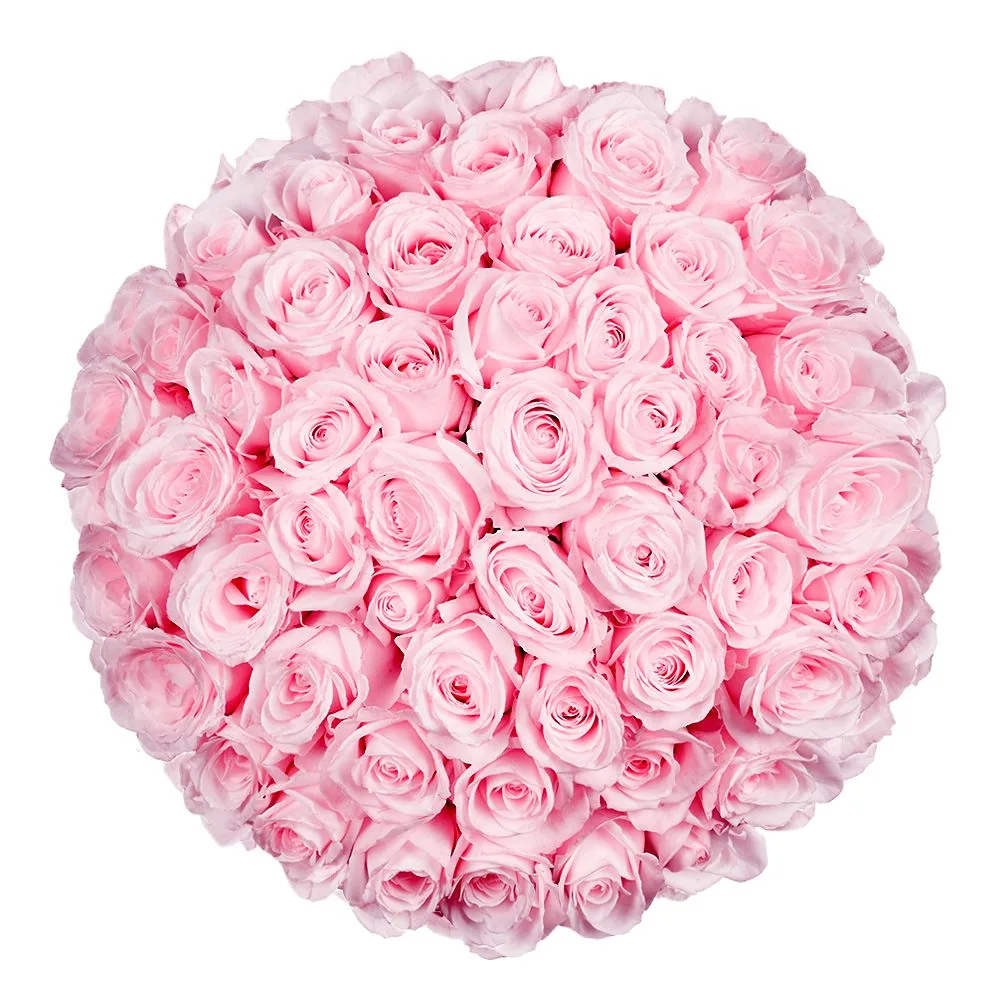 50 Premium rosa Rosen