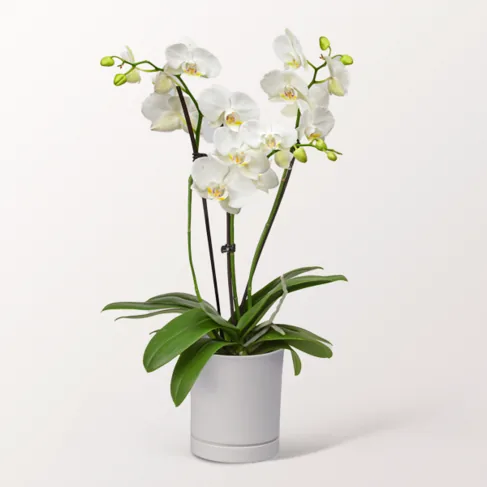 Weiße Orchidee im Topf