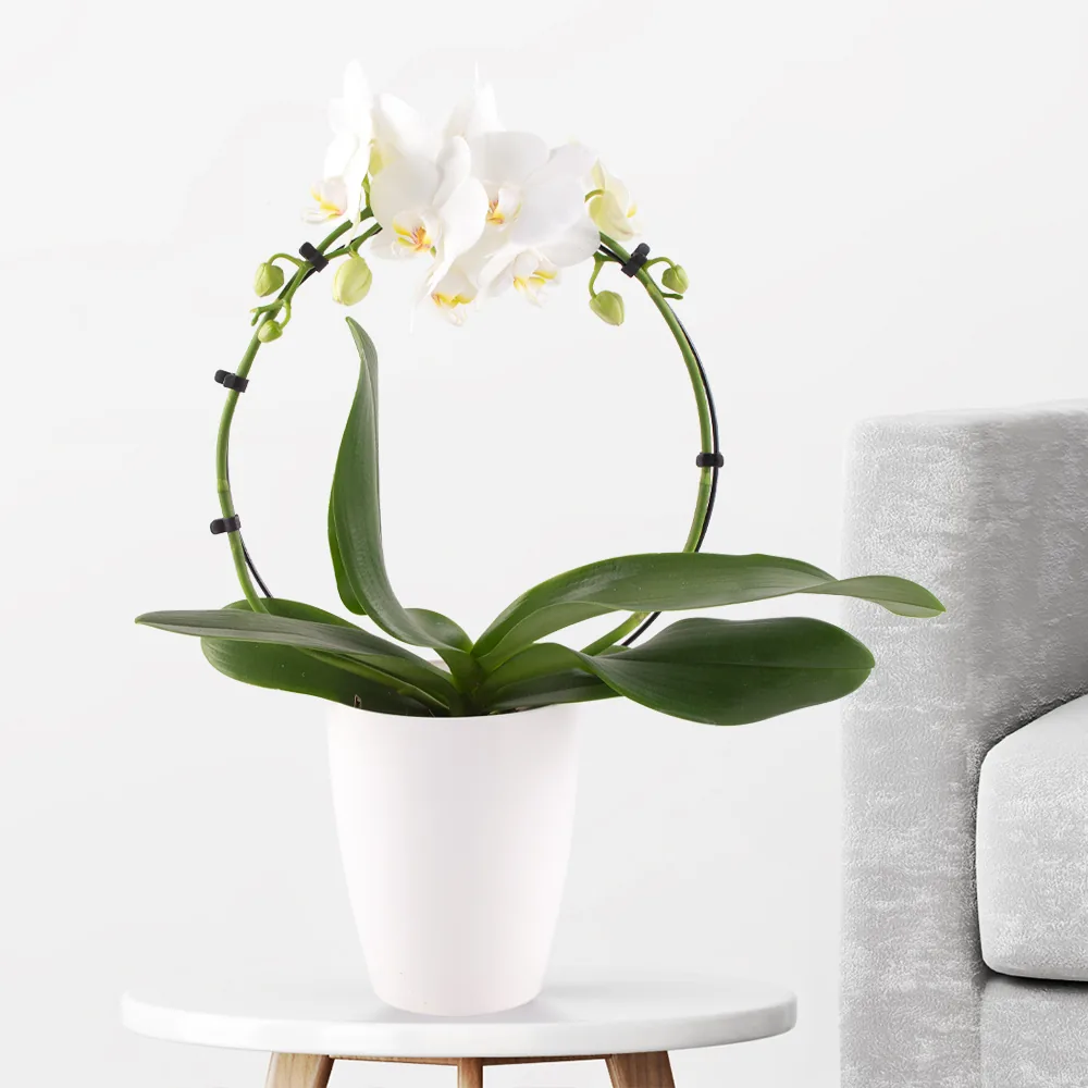 Orchideenbogen Weiß + gratis Topf | Phalaenopsis