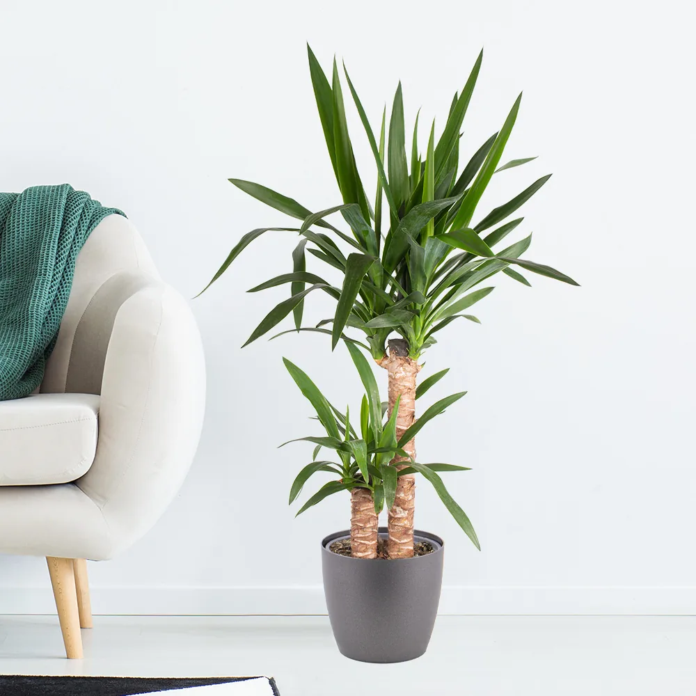 Yucca-Palme (2-stämmig) + gratis Topf | Palmlilie
