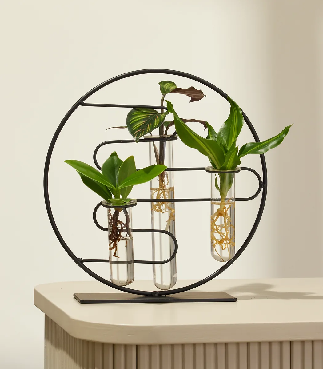 Waterplant Mix im Ring
