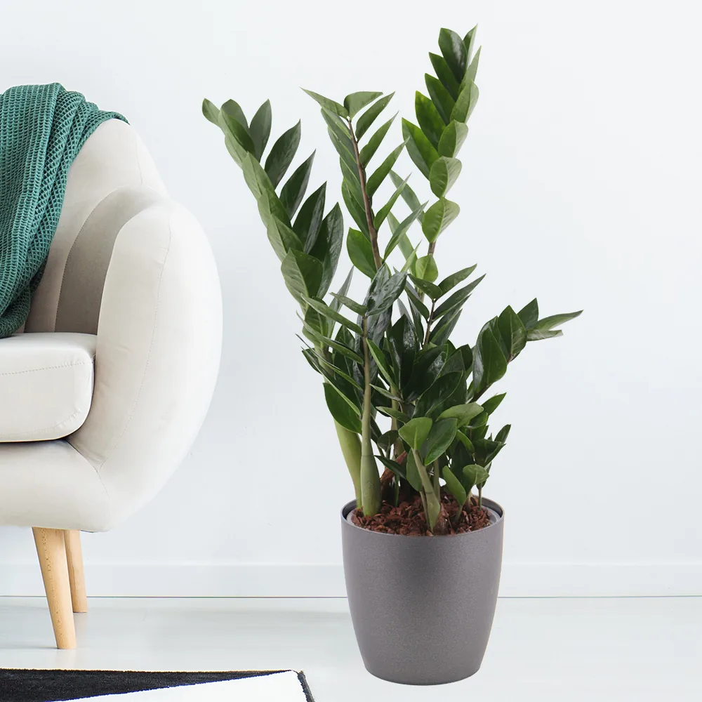 Glücksfeder + gratis Topf | Zamioculcas