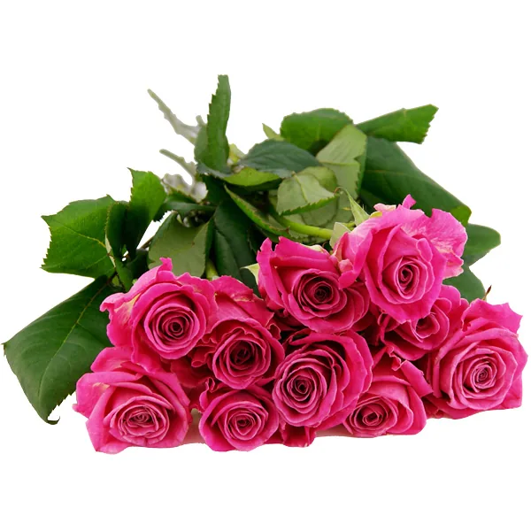 10, 15 oder 20 pinkfarbene Rosen im Bund