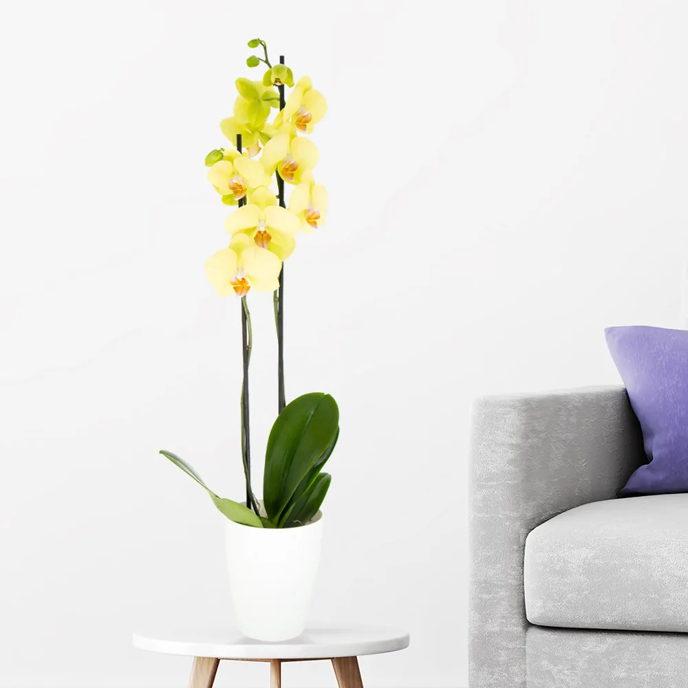 Gelbe Orchidee (zwei Rispen) + gratis Topf