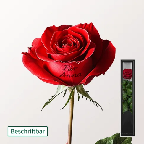 Beschriftbare rote haltbare Rose mit Stiel