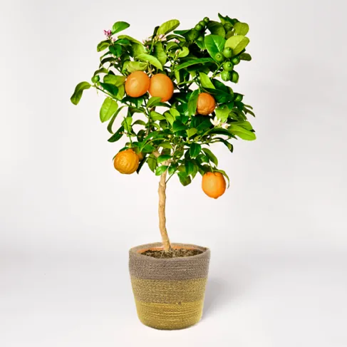 Orangenbäumchen