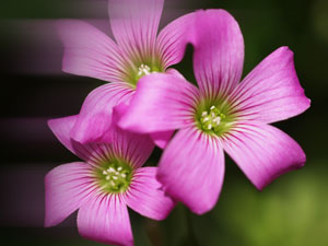 Blumen auf Rechnung