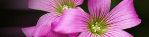 Blumen Expressbestellung