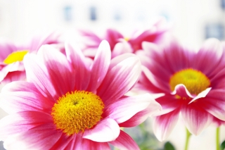Günstiger Blumenversand