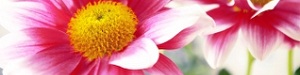 Günstiger Blumenversand