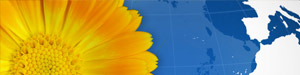 Blumenlieferservice - Weltweit