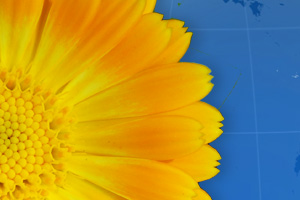 Blumenlieferservice Weltweit