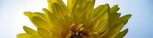 So funktioniert der Blumenversand