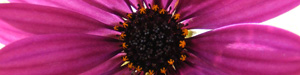 Lexikon der Blumensprache