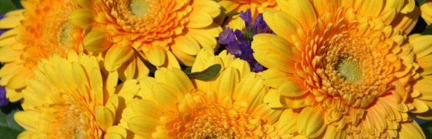 Pflegetipps für Ihre Blumen