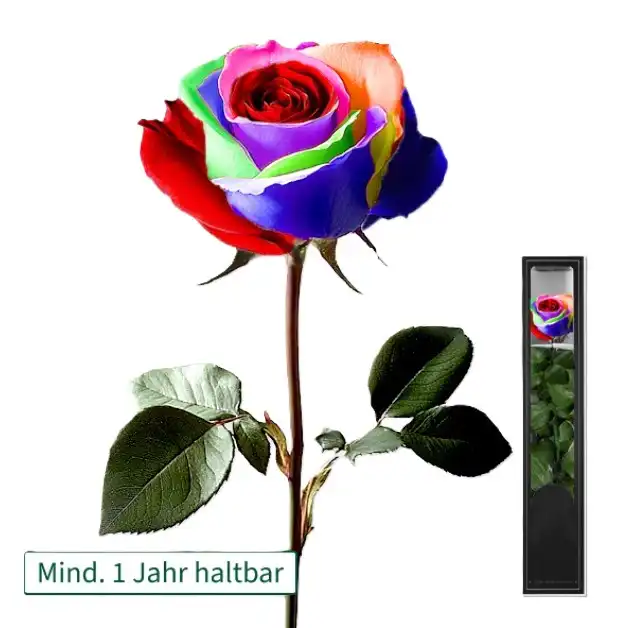 Einzelne Infinity Rose zu Valentinstag