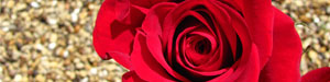 Blumen zum Valentinstag