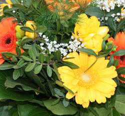 Testbericht Blume2000