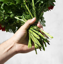 Testbericht JollyFlowers