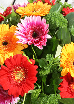 Testbericht JollyFlowers