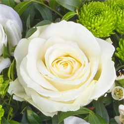Testbericht Lidl Blumen