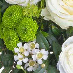 Testbericht Lidl Blumen