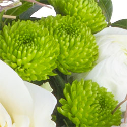 Testbericht Lidl Blumen