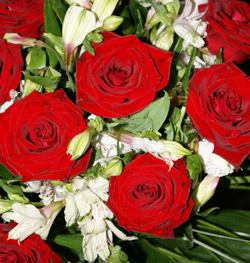 Testbericht Rosenbote