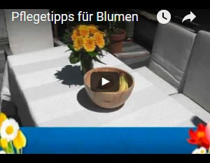 YouTube Blumella.de